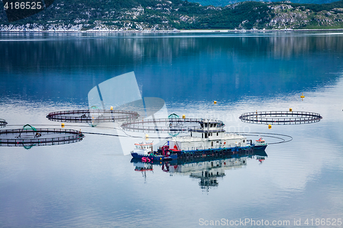 Image of Farm salmon fishing