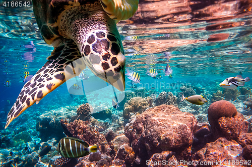 Image of Hawksbill Turtle - Eretmochelys imbricata