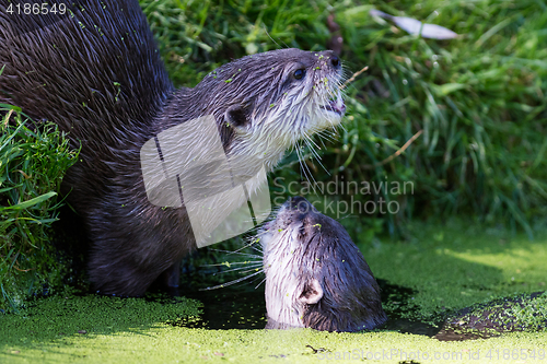 Image of Close-up of an otter eating special food