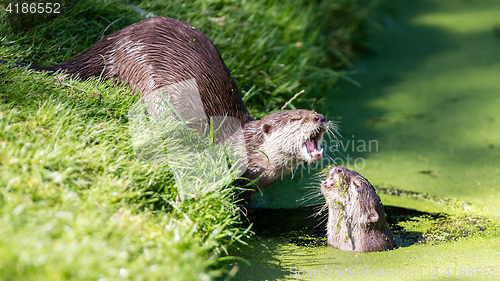 Image of Close-up of an otter eating special food