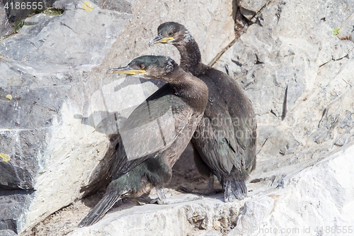 Image of Juvenile European Shag 