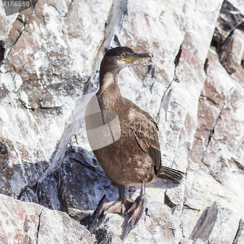 Image of Juvenile European Shag 