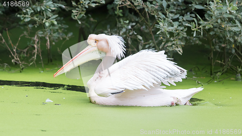 Image of Swimming pelican, dirty water 