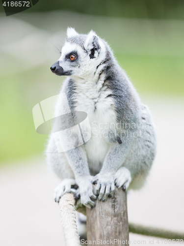 Image of Ring-tailed lemur (Lemur catta)