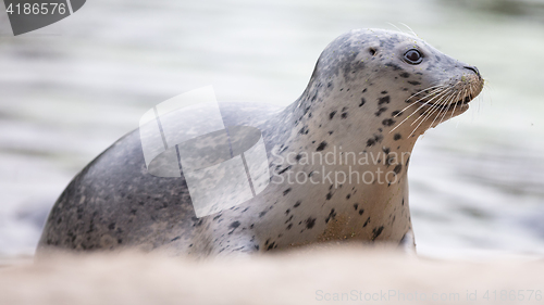 Image of Seal being fed