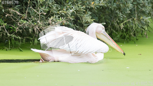 Image of Swimming pelican, dirty water 