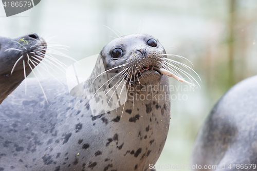 Image of Seal being fed