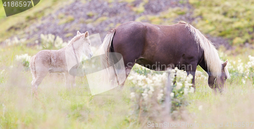 Image of Horses in the fields of Iceland