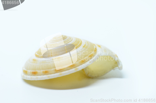 Image of Sea shell isolated on white