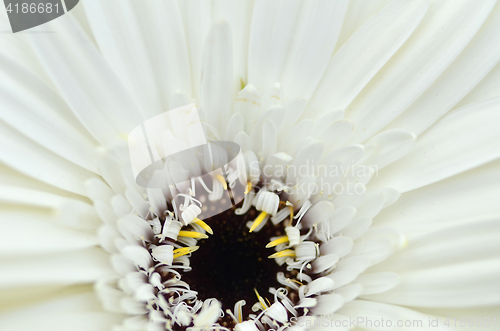 Image of Gerbera flower in a garden