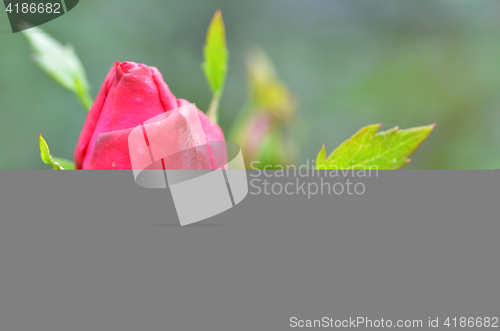 Image of Vibrant red rose bud  