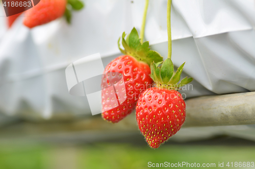 Image of Fresh strawberries that are grown in greenhouses