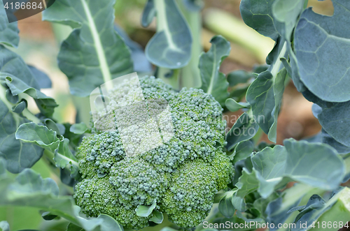 Image of Raw broccoli in the farm