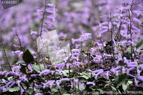 Image of Plectranthus Mona Lavender flowers