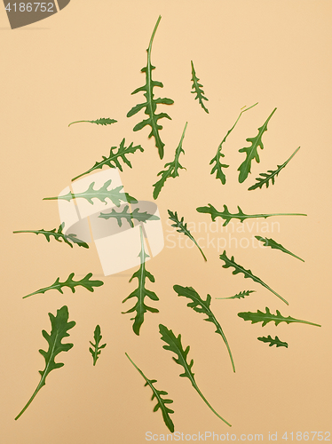 Image of Arugula leaves on beige