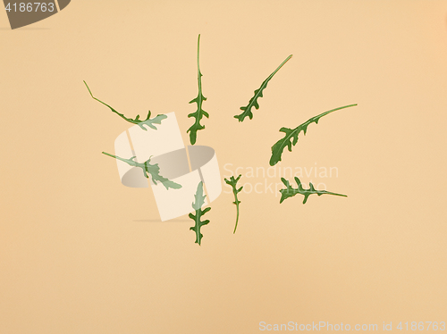 Image of Arugula leaves on beige