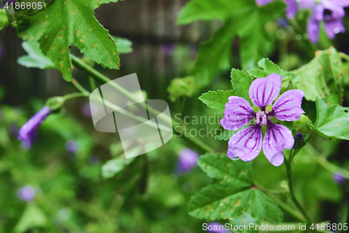 Image of Flowers and plants in Fabriano