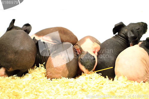 Image of different guinea pigs 