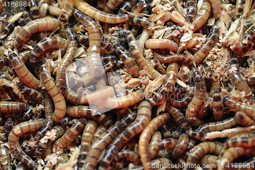 Image of fresh mealworms food for animals 