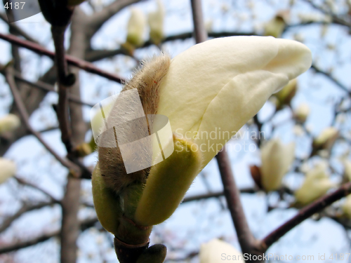 Image of White magnolia bud