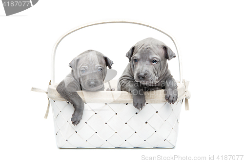 Image of Two thai ridgeback puppies in basket isolated on white