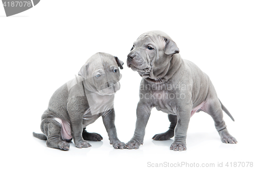 Image of Two thai ridgeback puppies isolated on white