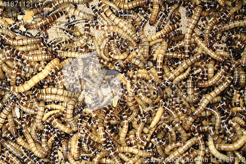 Image of fresh mealworms food for animals 