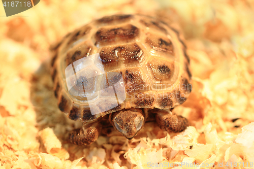 Image of small terrestrial turtle