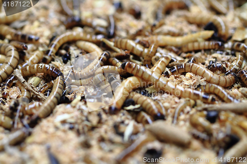 Image of fresh mealworms food for animals 