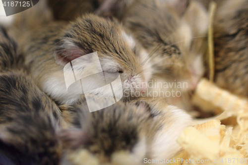 Image of small dzungarian hamsters