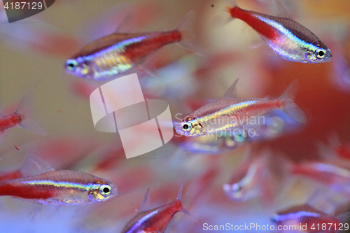 Image of color neon fishes 