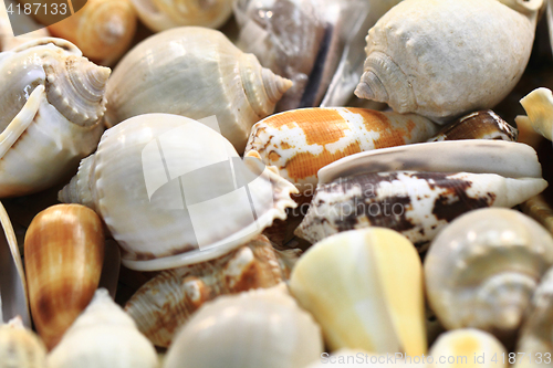 Image of sea shells background