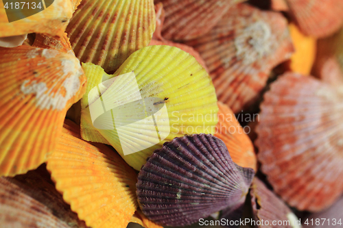 Image of sea shells background