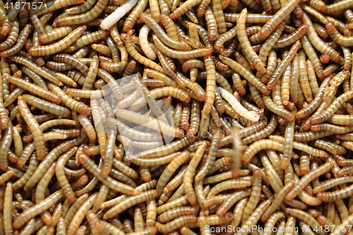 Image of fresh mealworms food for animals 