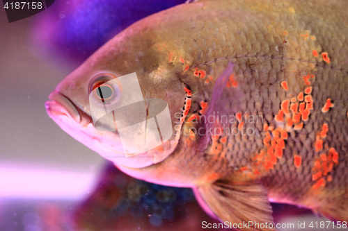 Image of detail of oscar fish 