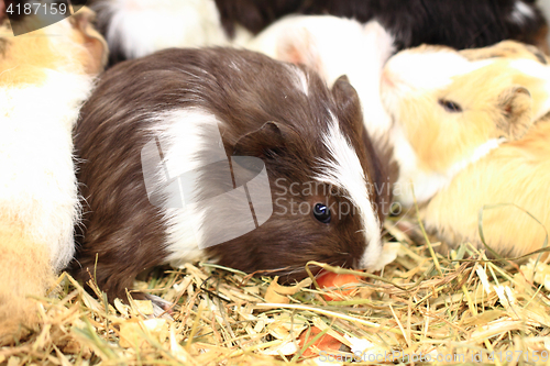 Image of different guinea pigs 