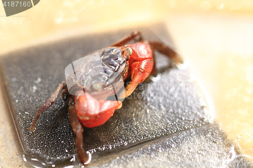 Image of young small crab