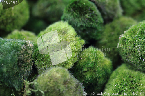 Image of moss spheres background