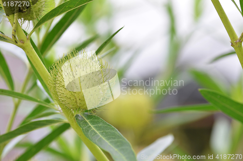 Image of Balloon plant or balloon cotton bush 