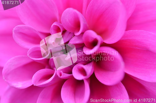 Image of Purple dahlia flower