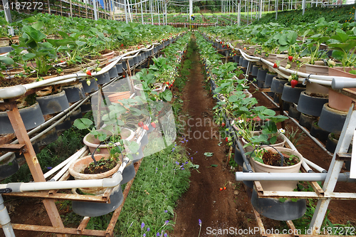 Image of Fresh strawberries that are grown in greenhouses