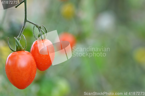 Image of Fresh red tomatoes