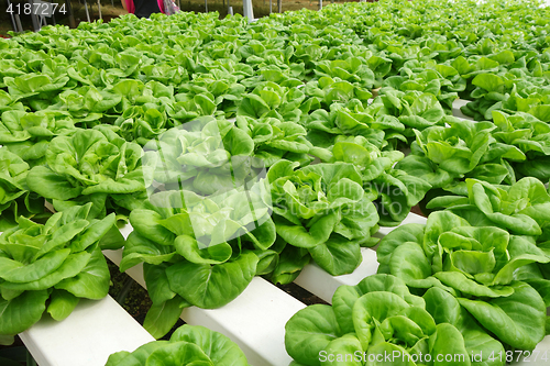 Image of Commercial greenhouse soilless cultivation of vegetables