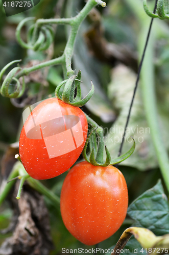 Image of Fresh red tomatoes