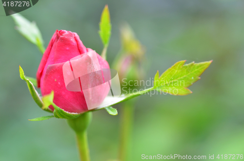 Image of Vibrant red rose bud  