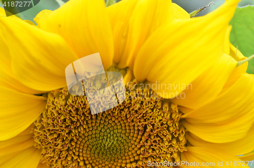 Image of Close up of Sunflower