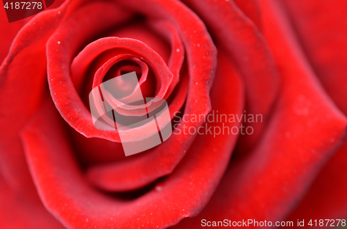 Image of Macro shot of a red rose