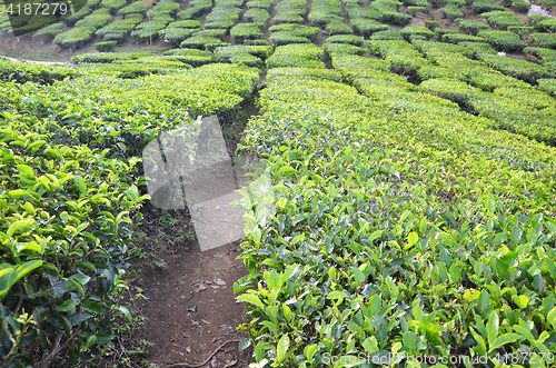 Image of Tea plantation located in Cameron Highlands