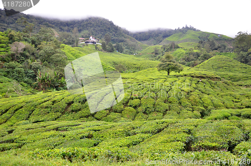 Image of Tea Plantation in the Cameron Highlands in Malaysia