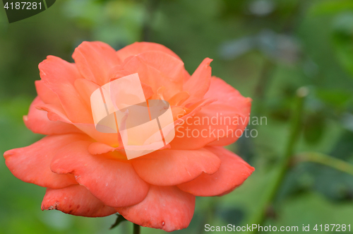 Image of Orange roses blooming in the garden